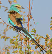 Abyssinian Roller