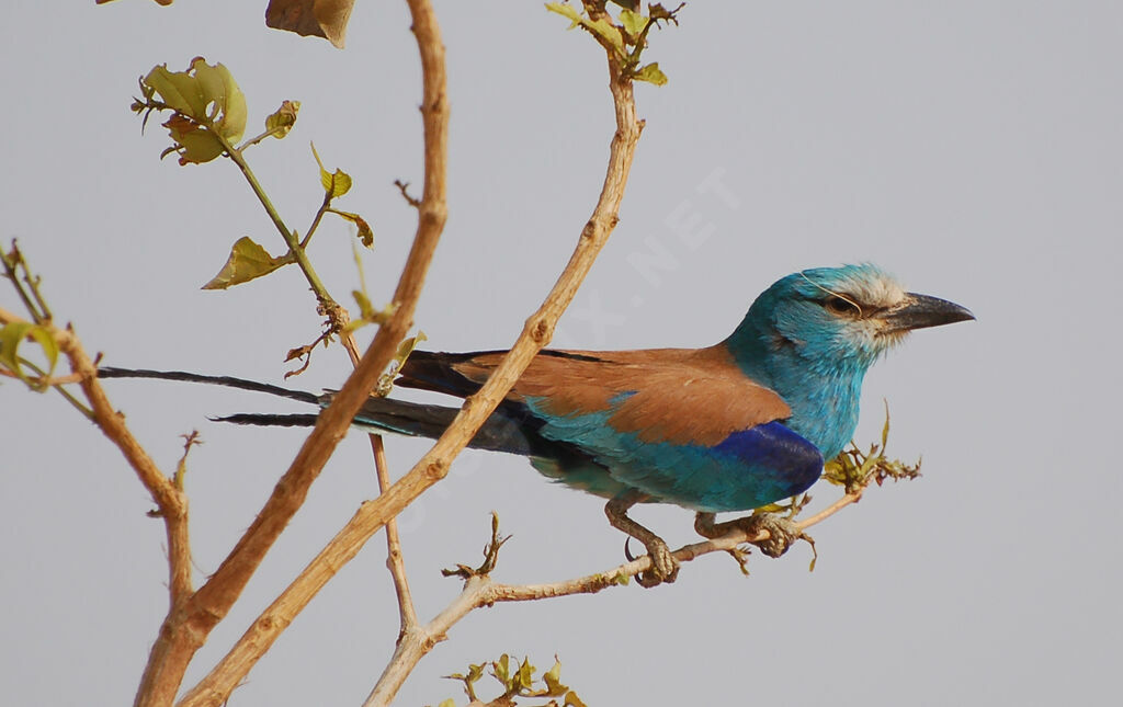 Abyssinian Roller