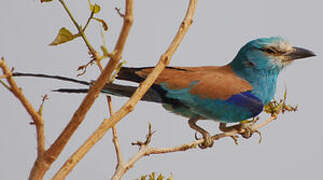 Abyssinian Roller