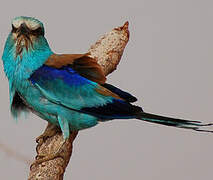 Abyssinian Roller