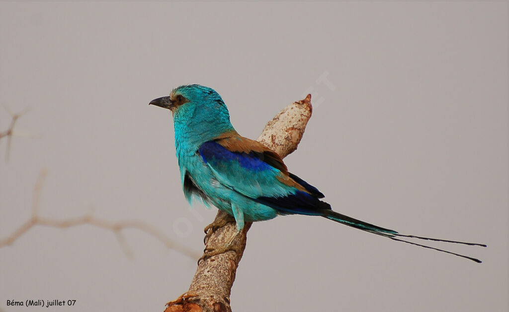 Abyssinian Roller