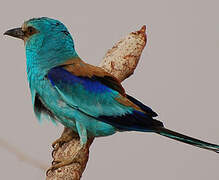 Abyssinian Roller