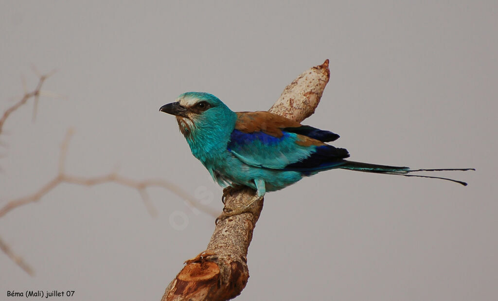 Abyssinian Roller