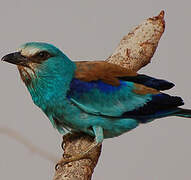 Abyssinian Roller