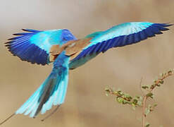 Abyssinian Roller