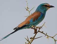 Abyssinian Roller