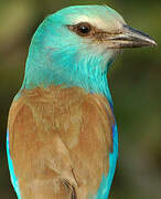 Abyssinian Roller