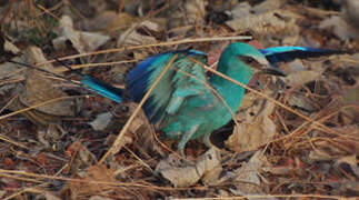 Abyssinian Roller