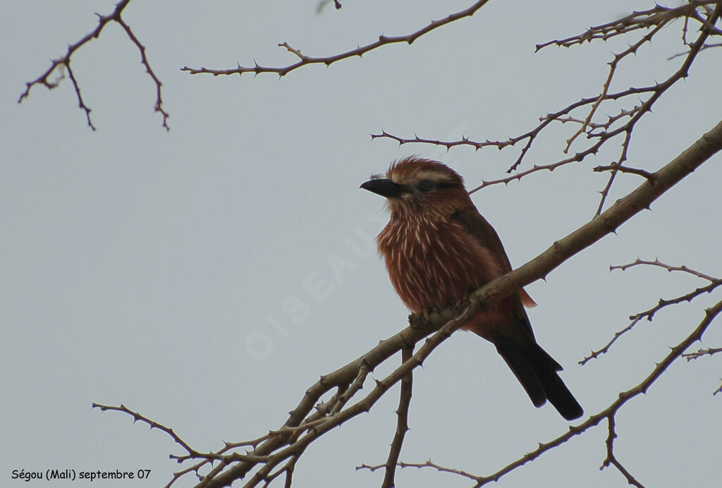 Purple Roller