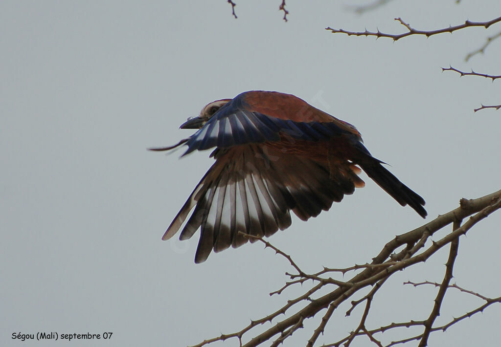 Purple Roller