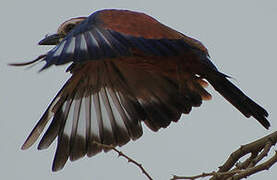 Purple Roller