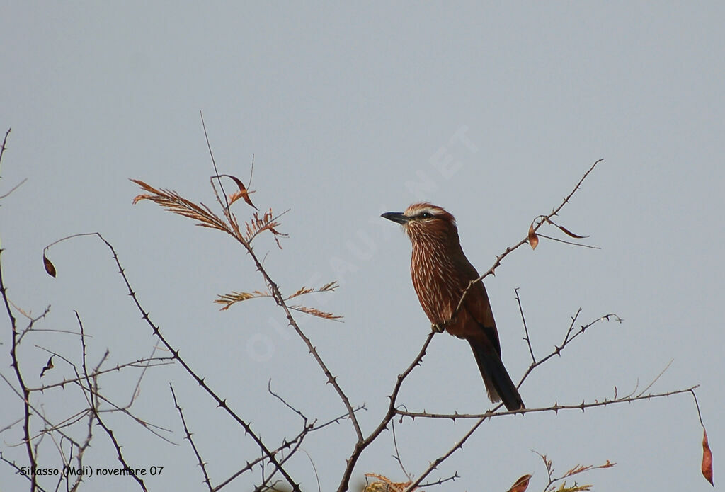 Purple Roller