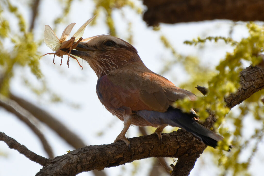 Purple Rolleradult, identification, feeding habits