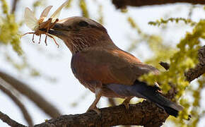 Purple Roller