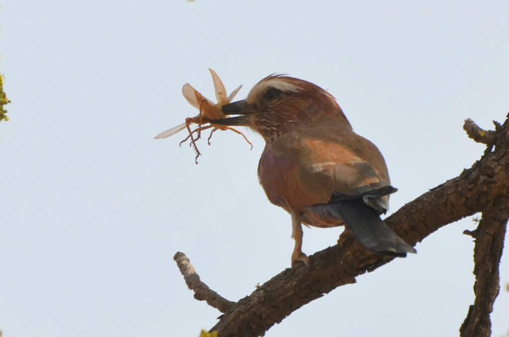 Purple Roller, feeding habits