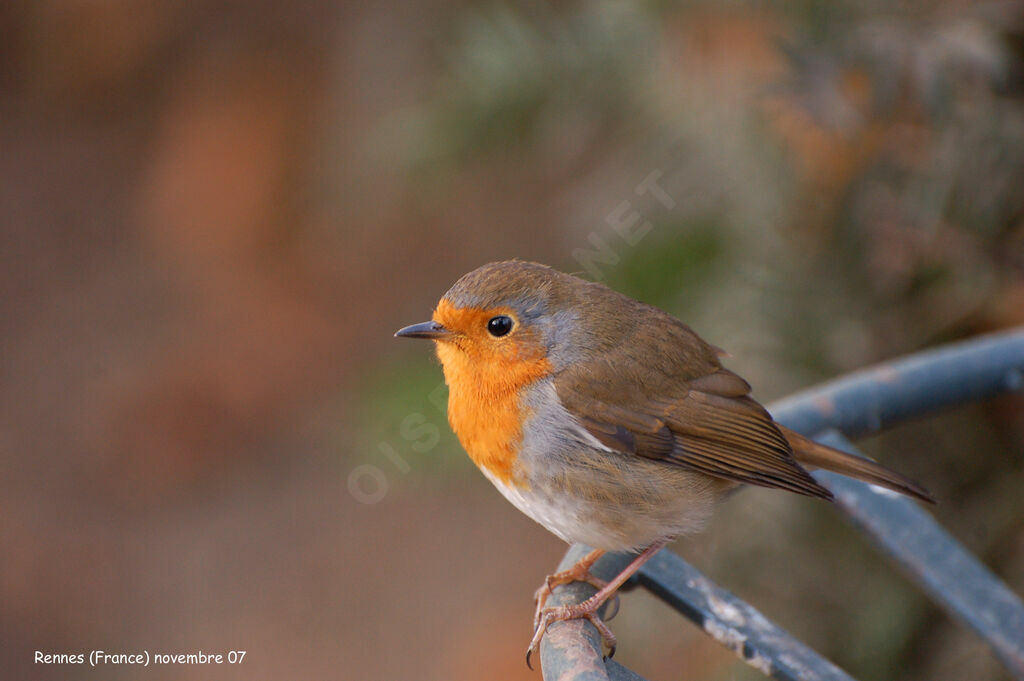 European Robin