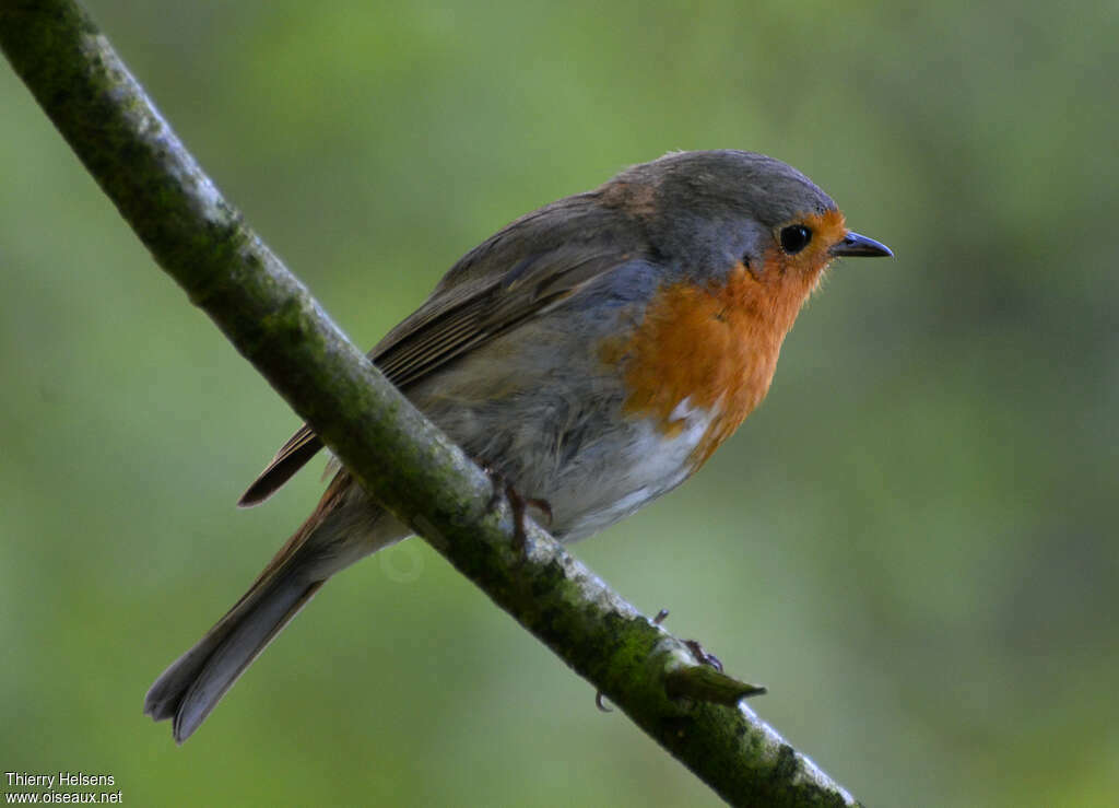 European Robinadult, identification