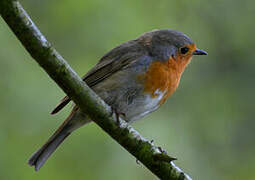 European Robin