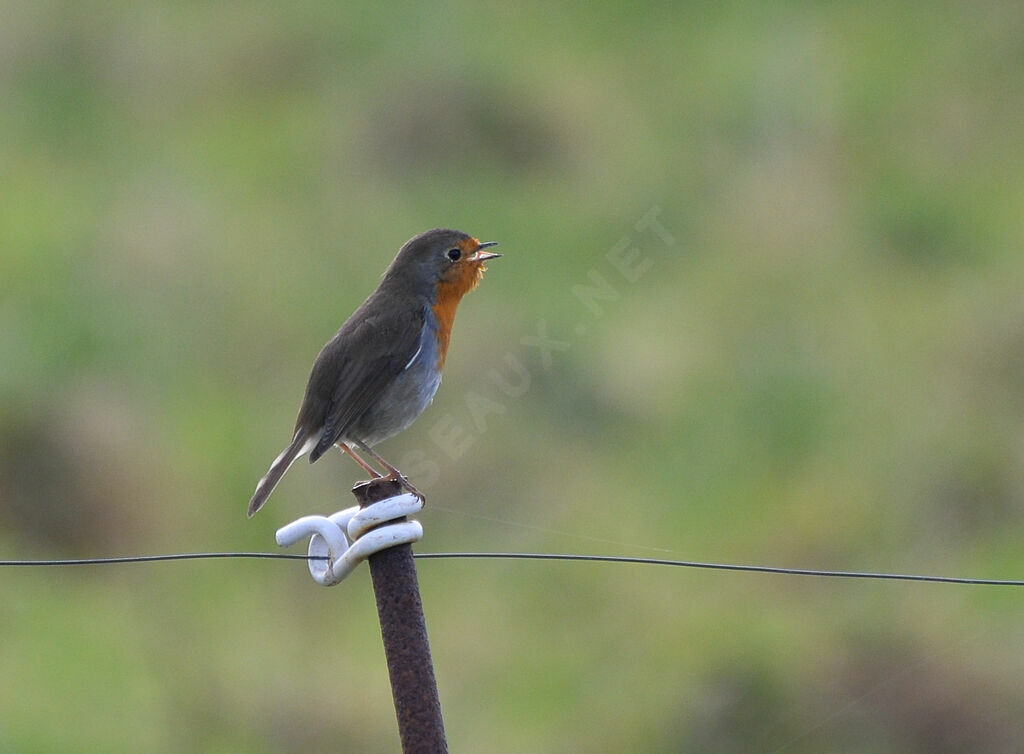 European Robinadult