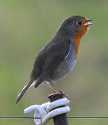 European Robin