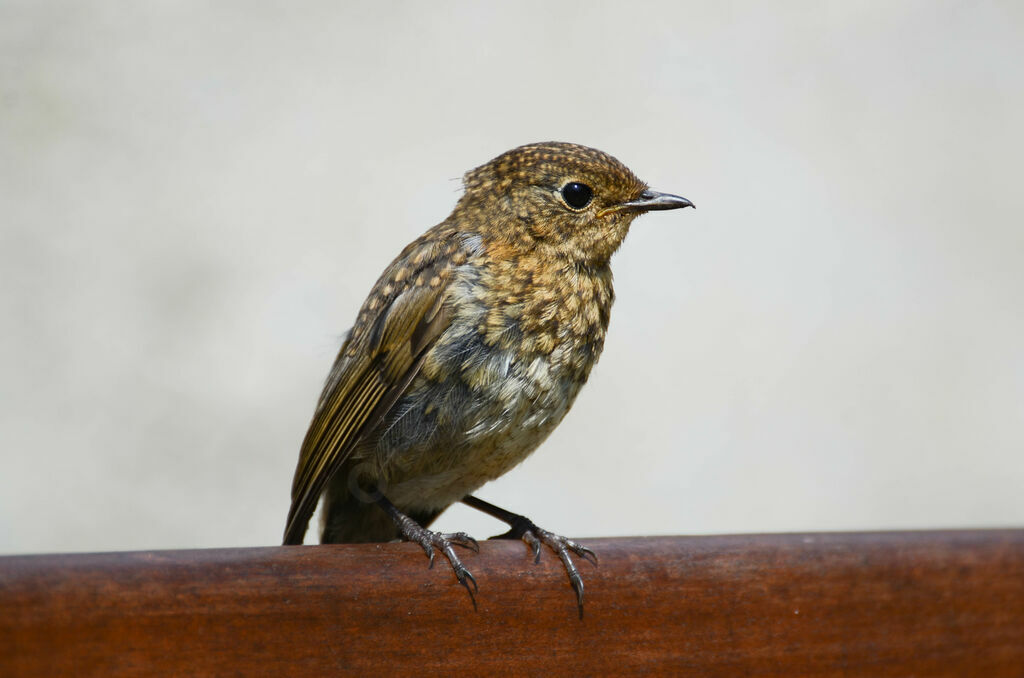 European Robinimmature, identification