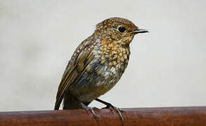 European Robin