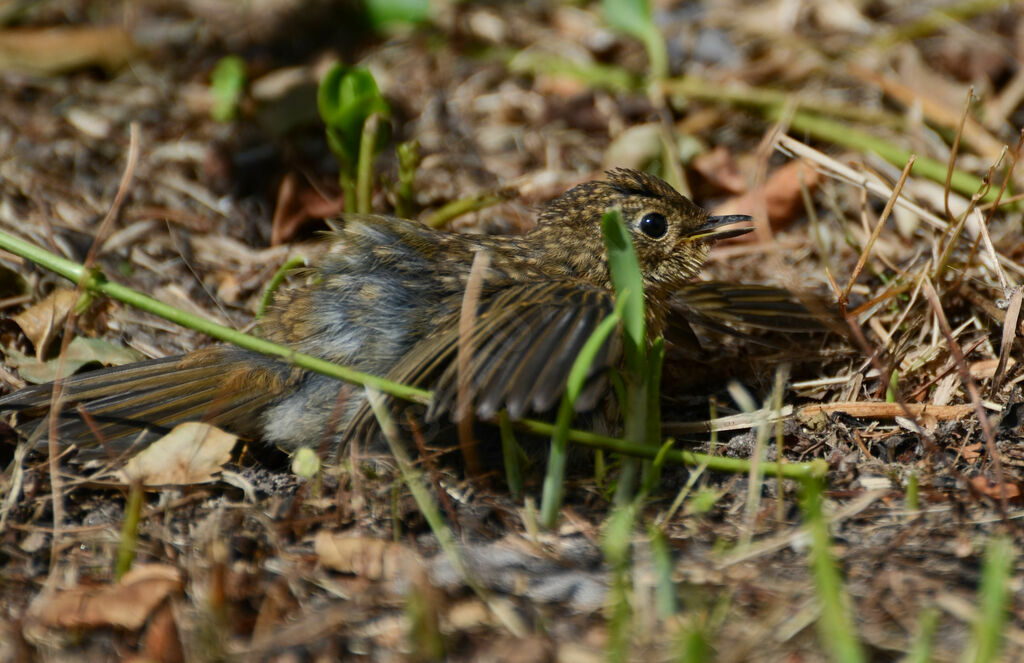 European Robin, Behaviour