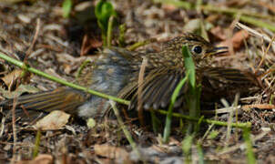 European Robin