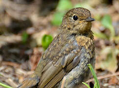 European Robin