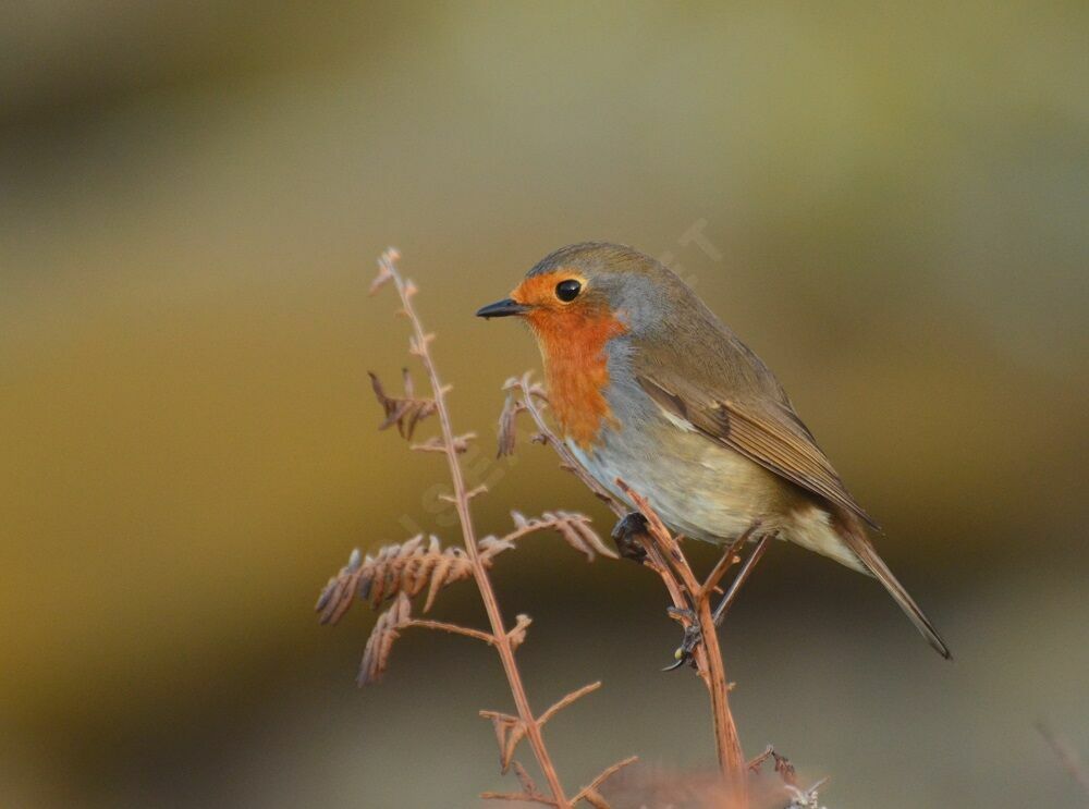 European Robinadult, identification