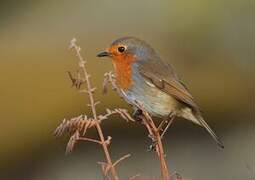 European Robin