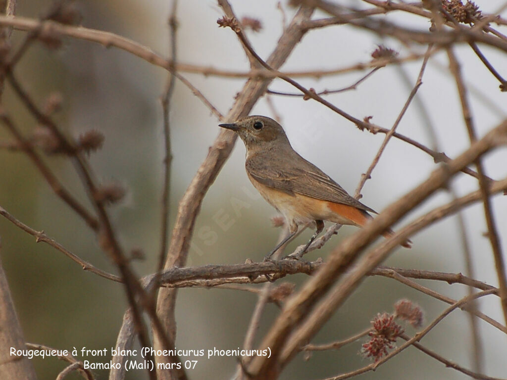 Common Redstart female adult post breeding