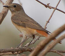 Common Redstart