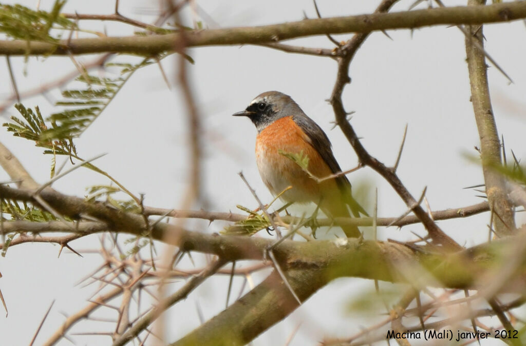 Common Redstartadult post breeding