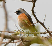 Common Redstart