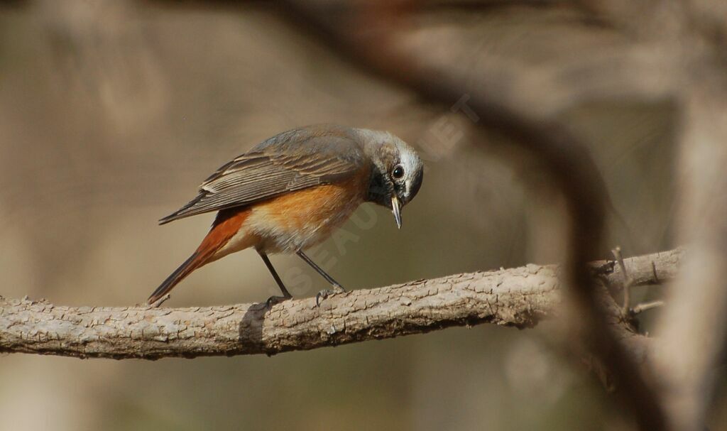 Common Redstart male adult, identification