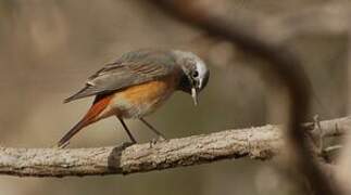 Common Redstart