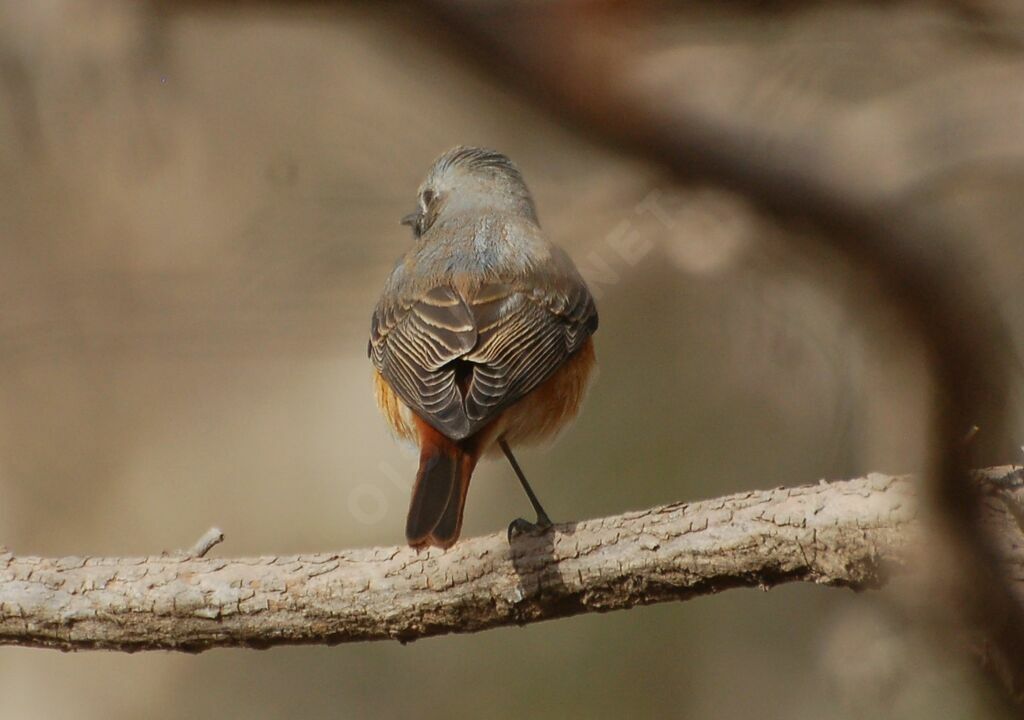 Common Redstart male adult, identification