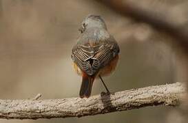 Common Redstart