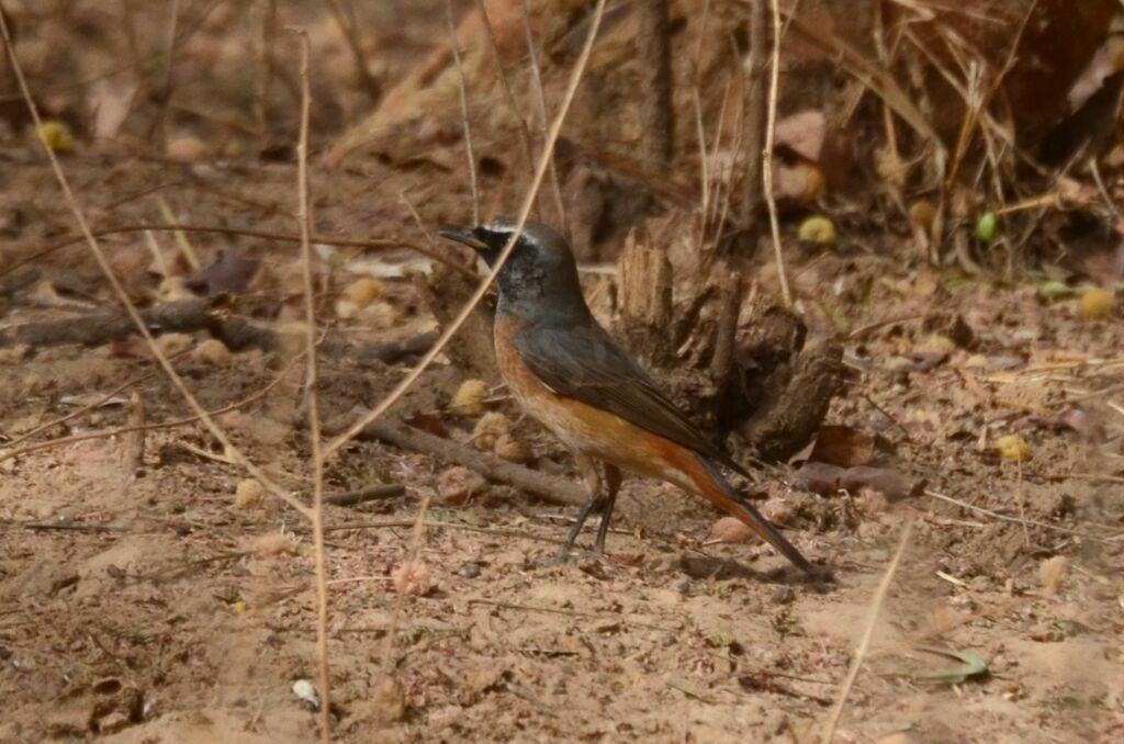 Common Redstart male adult