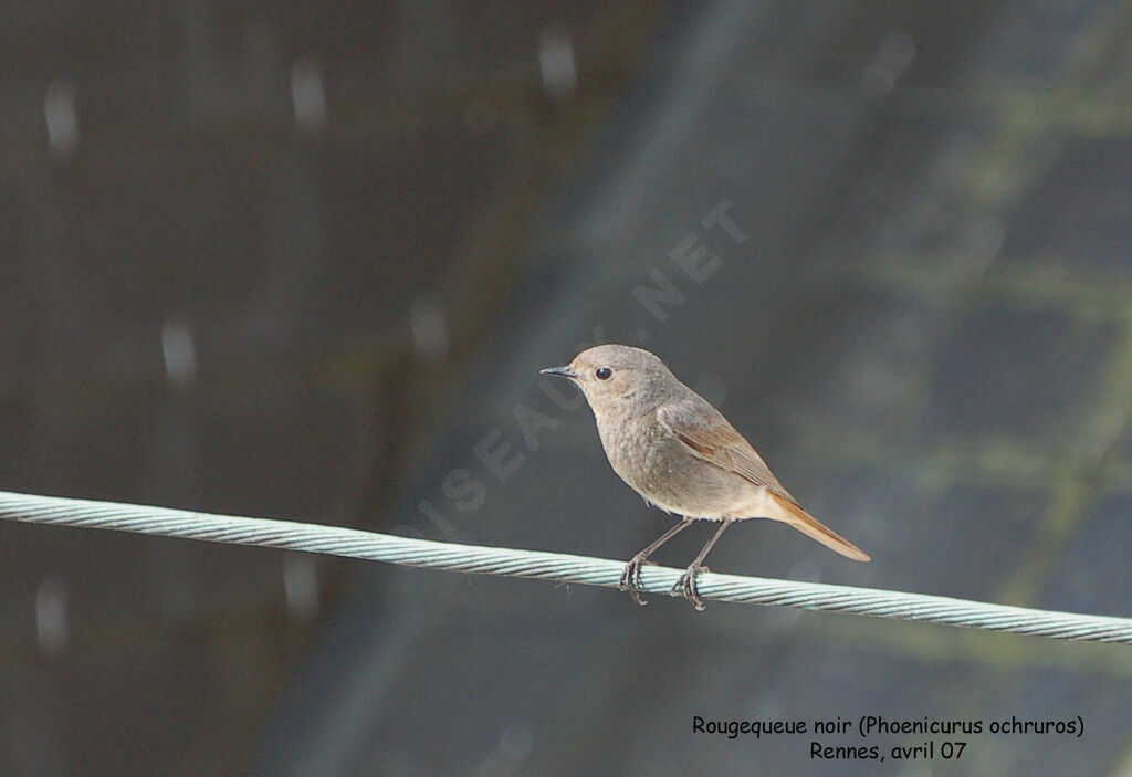 Black Redstart male adult breeding