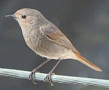 Black Redstart