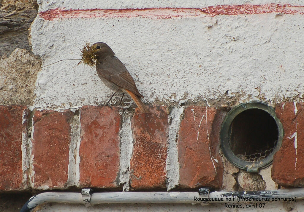 Black Redstart female adult breeding