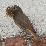 Black Redstart