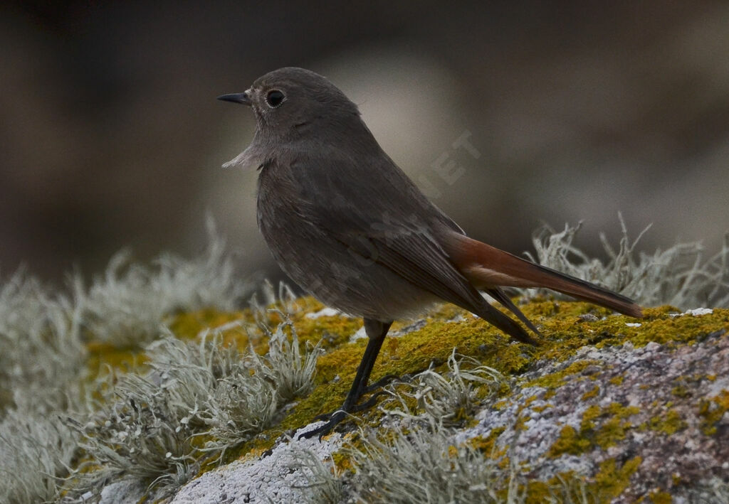 Black Redstartadult post breeding, identification