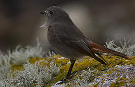 Black Redstart