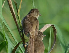 Greater Swamp Warbler