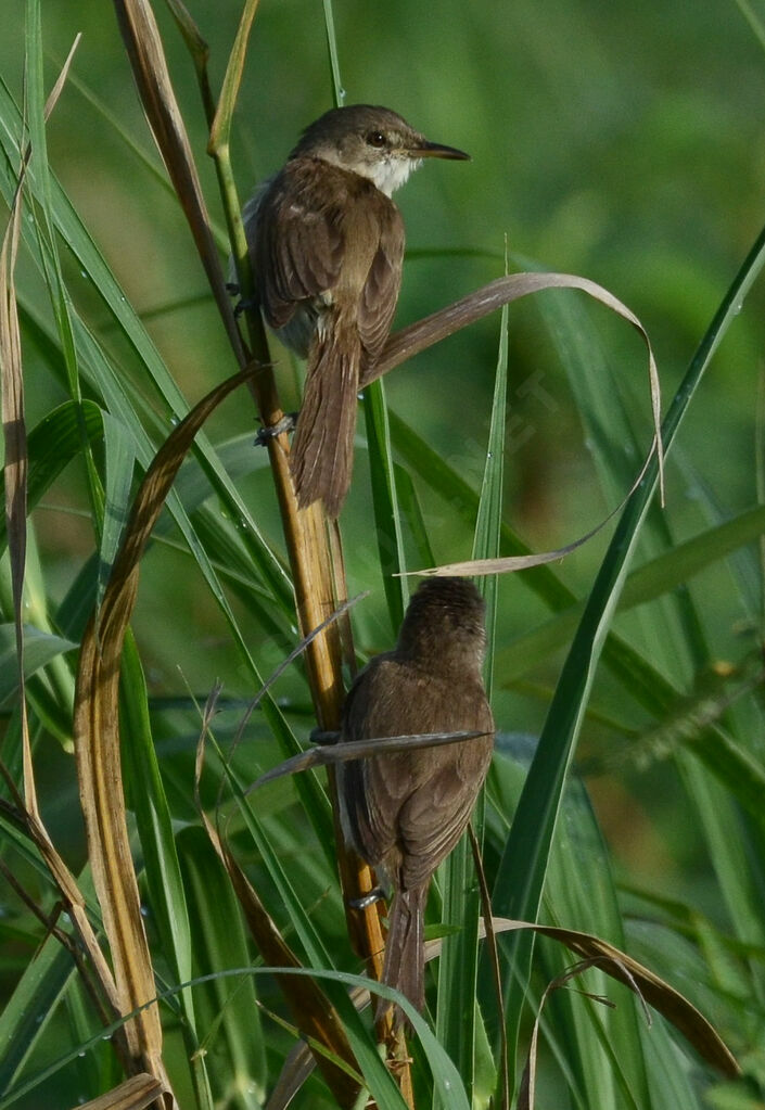 Greater Swamp Warbler