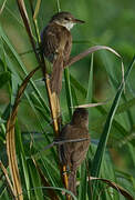 Greater Swamp Warbler