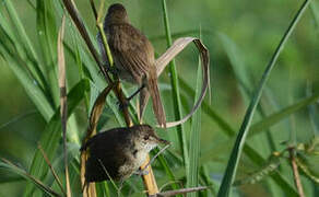 Greater Swamp Warbler